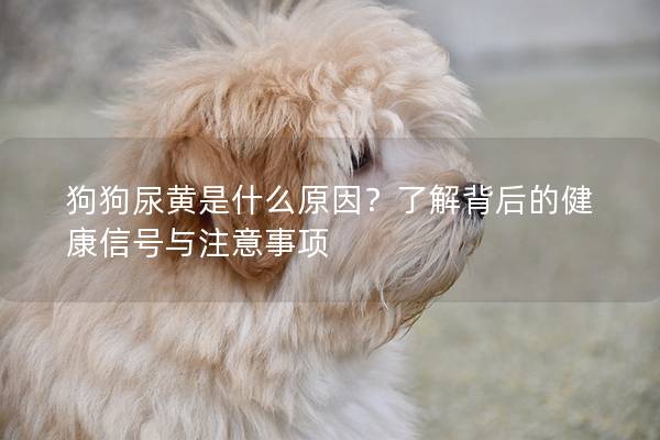 狗狗尿黄是什么原因？了解背后的健康信号与注意事项