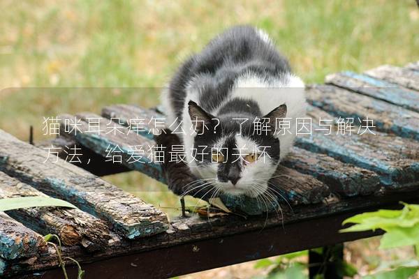 猫咪耳朵痒怎么办？了解原因与解决方法，给爱猫最好的关怀