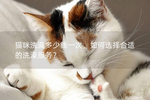 猫咪洗澡多少钱一次，如何选择合适的洗澡服务？