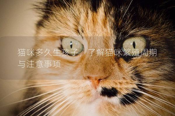 猫咪多久生孩子，了解猫咪繁殖周期与注意事项