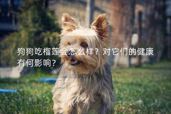 狗狗吃榴莲会怎么样？对它们的健康有何影响？