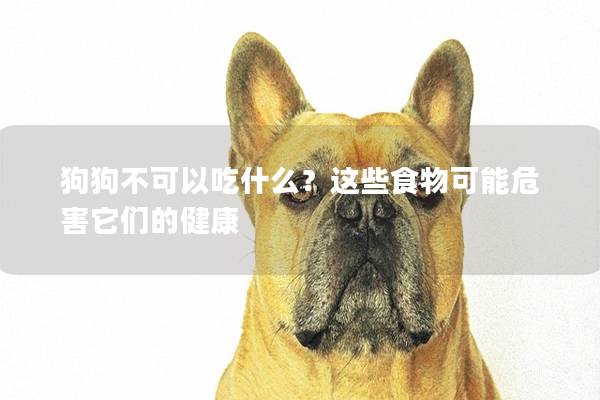 狗狗不可以吃什么？这些食物可能危害它们的健康