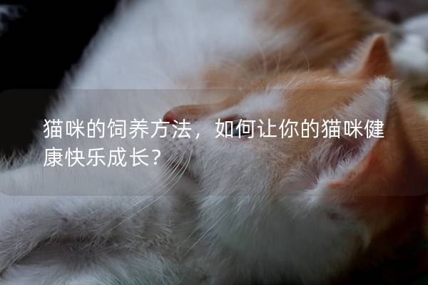 猫咪的饲养方法，如何让你的猫咪健康快乐成长？