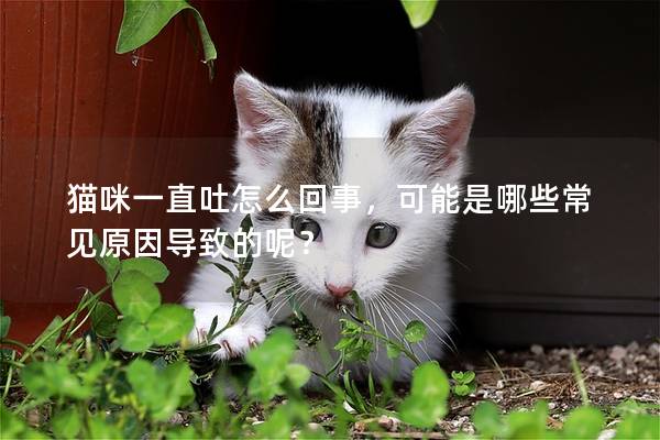 猫咪一直吐怎么回事，可能是哪些常见原因导致的呢？