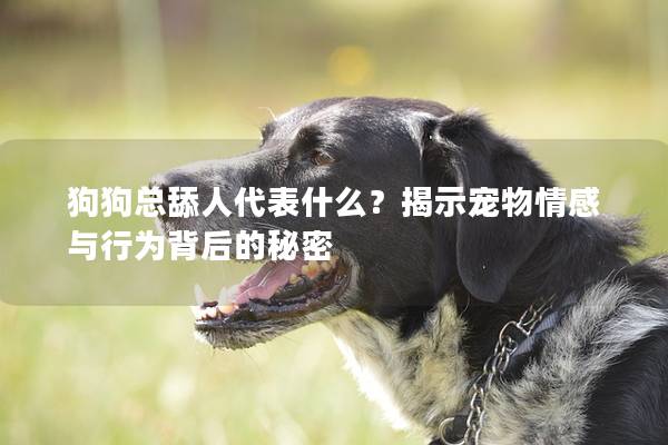 狗狗总舔人代表什么？揭示宠物情感与行为背后的秘密