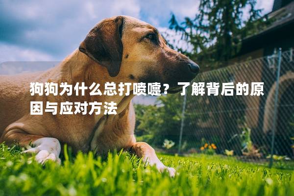 狗狗为什么总打喷嚏？了解背后的原因与应对方法