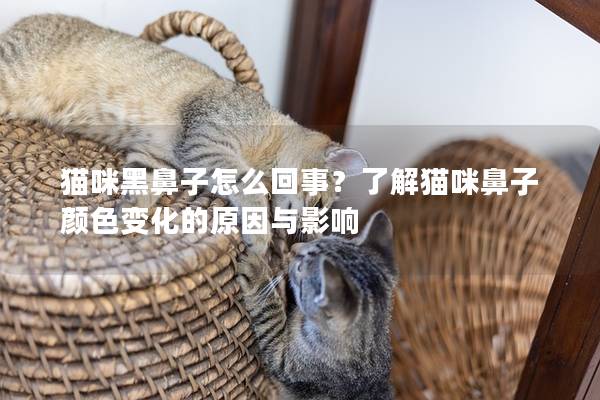 猫咪黑鼻子怎么回事？了解猫咪鼻子颜色变化的原因与影响