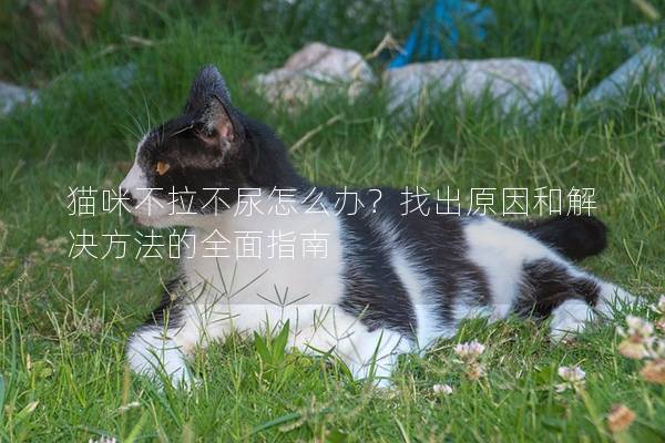 猫咪不拉不尿怎么办？找出原因和解决方法的全面指南