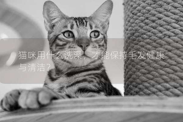 猫咪用什么洗澡，才能保持毛发健康与清洁？