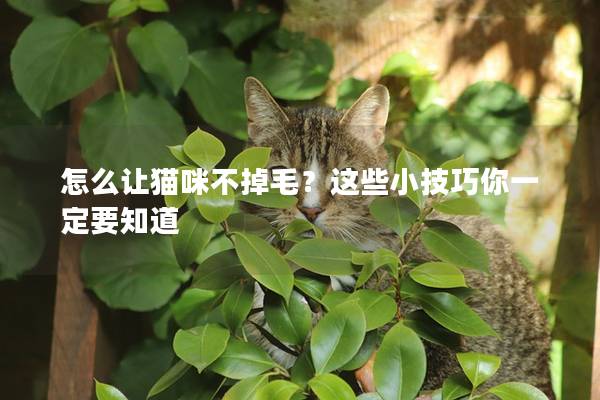 怎么让猫咪不掉毛？这些小技巧你一定要知道