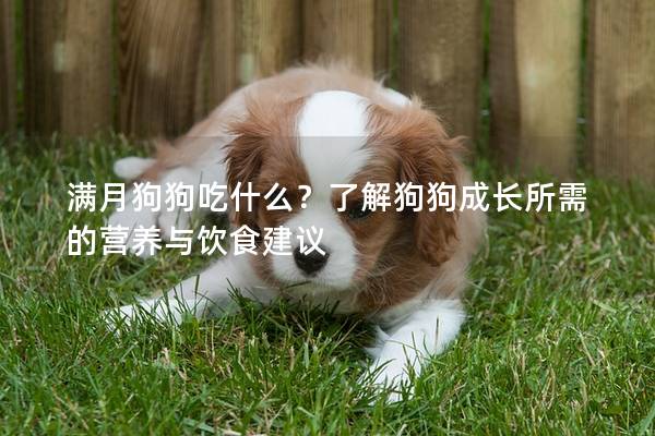 满月狗狗吃什么？了解狗狗成长所需的营养与饮食建议