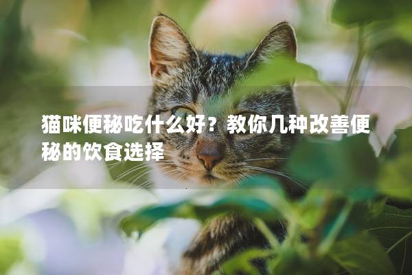 猫咪便秘吃什么好？教你几种改善便秘的饮食选择