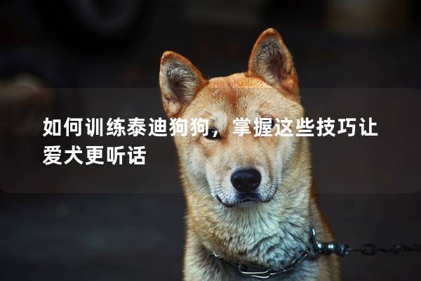 如何训练泰迪狗狗，掌握这些技巧让爱犬更听话