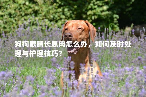 狗狗眼睛长息肉怎么办，如何及时处理与护理技巧？