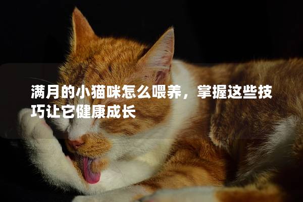 满月的小猫咪怎么喂养，掌握这些技巧让它健康成长