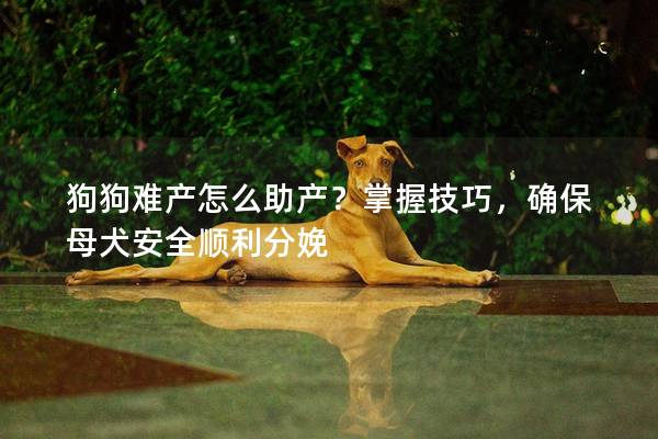 狗狗难产怎么助产？掌握技巧，确保母犬安全顺利分娩