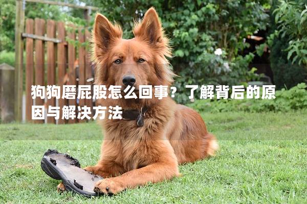 狗狗磨屁股怎么回事？了解背后的原因与解决方法