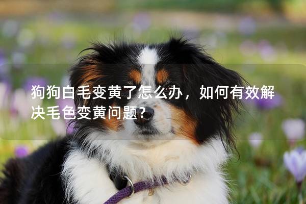 狗狗白毛变黄了怎么办，如何有效解决毛色变黄问题？