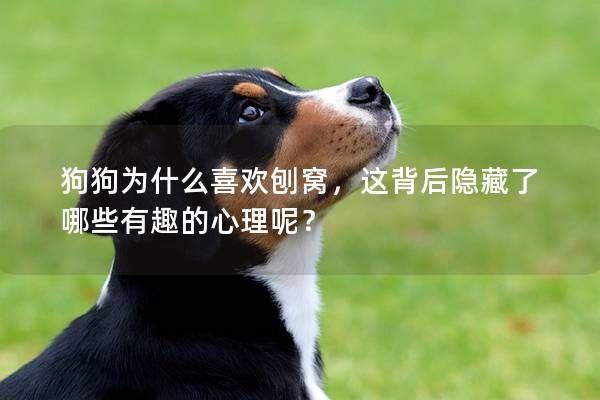 狗狗为什么喜欢刨窝，这背后隐藏了哪些有趣的心理呢？