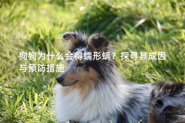 狗狗为什么会得蠕形螨？探寻其成因与预防措施