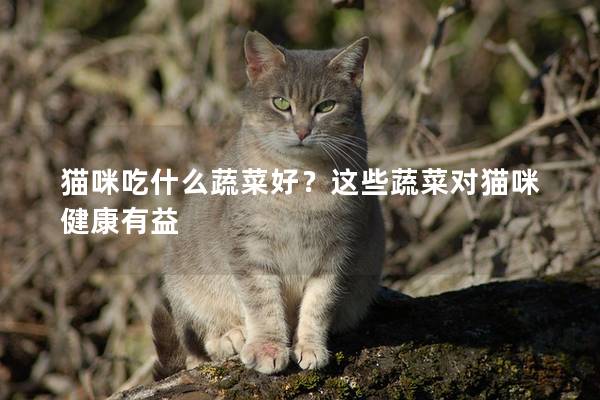 猫咪吃什么蔬菜好？这些蔬菜对猫咪健康有益