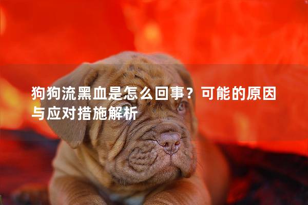 狗狗流黑血是怎么回事？可能的原因与应对措施解析