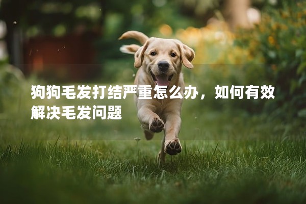 狗狗毛发打结严重怎么办，如何有效解决毛发问题