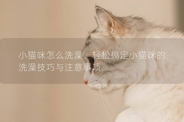 小猫咪怎么洗澡，轻松搞定小猫咪的洗澡技巧与注意事项