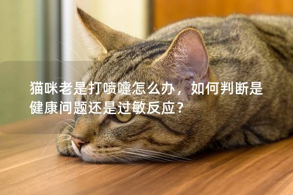 猫咪老是打喷嚏怎么办，如何判断是健康问题还是过敏反应？