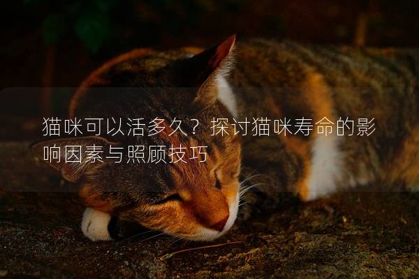 猫咪可以活多久？探讨猫咪寿命的影响因素与照顾技巧