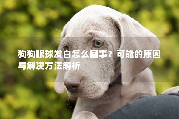 狗狗眼球发白怎么回事？可能的原因与解决方法解析