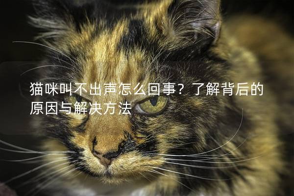 猫咪叫不出声怎么回事？了解背后的原因与解决方法