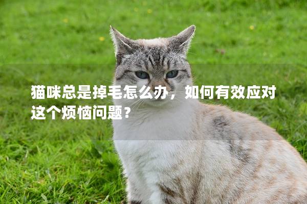 猫咪总是掉毛怎么办，如何有效应对这个烦恼问题？