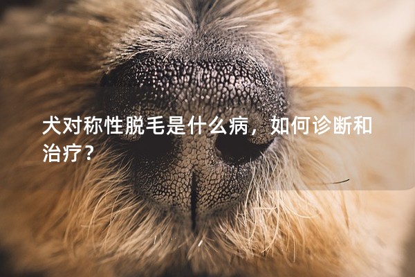 犬对称性脱毛是什么病，如何诊断和治疗？