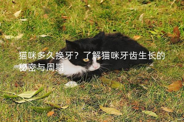 猫咪多久换牙？了解猫咪牙齿生长的秘密与周期