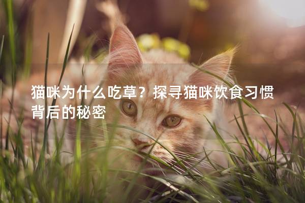 猫咪为什么吃草？探寻猫咪饮食习惯背后的秘密