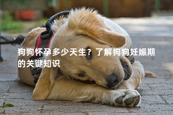 狗狗怀孕多少天生？了解狗狗妊娠期的关键知识