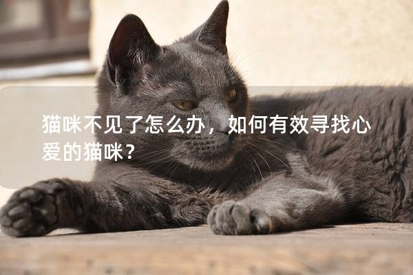 猫咪不见了怎么办，如何有效寻找心爱的猫咪？