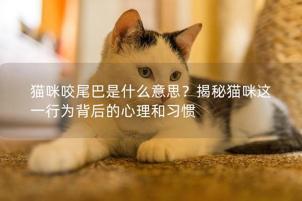 猫咪咬尾巴是什么意思？揭秘猫咪这一行为背后的心理和习惯