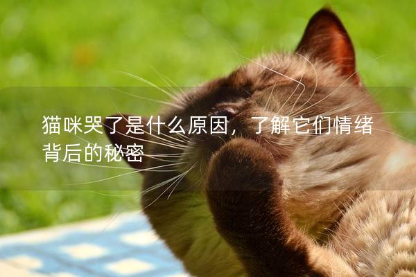 猫咪哭了是什么原因，了解它们情绪背后的秘密