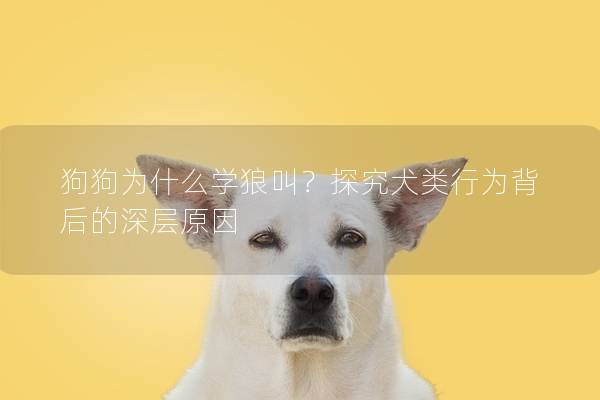 狗狗为什么学狼叫？探究犬类行为背后的深层原因