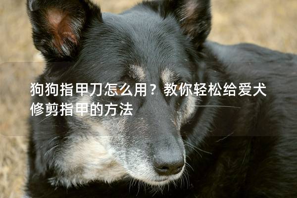 狗狗指甲刀怎么用？教你轻松给爱犬修剪指甲的方法