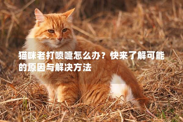 猫咪老打喷嚏怎么办？快来了解可能的原因与解决方法