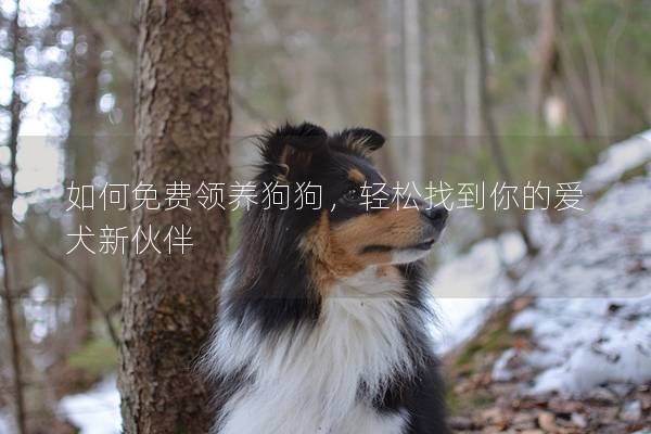 如何免费领养狗狗，轻松找到你的爱犬新伙伴