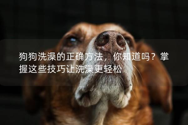 狗狗洗澡的正确方法，你知道吗？掌握这些技巧让洗澡更轻松