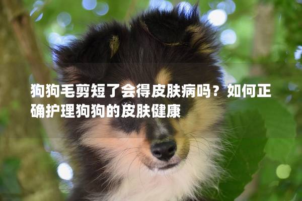 狗狗毛剪短了会得皮肤病吗？如何正确护理狗狗的皮肤健康