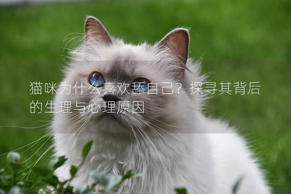 猫咪为什么喜欢舔自己？探寻其背后的生理与心理原因