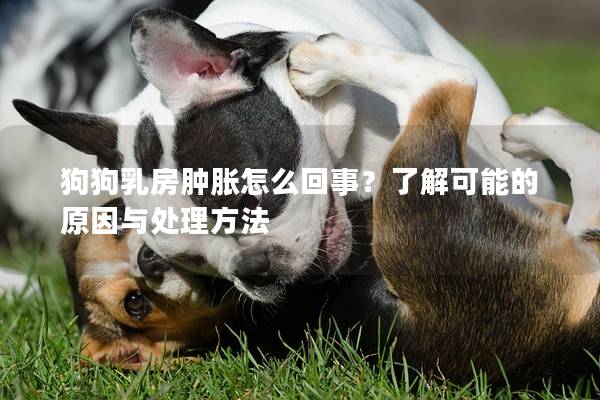 狗狗乳房肿胀怎么回事？了解可能的原因与处理方法