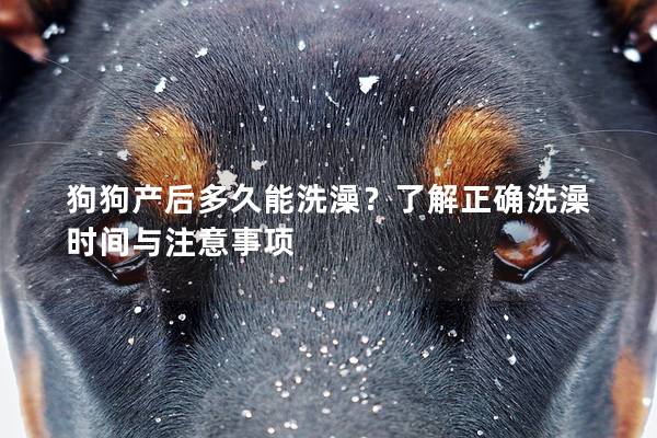 狗狗产后多久能洗澡？了解正确洗澡时间与注意事项