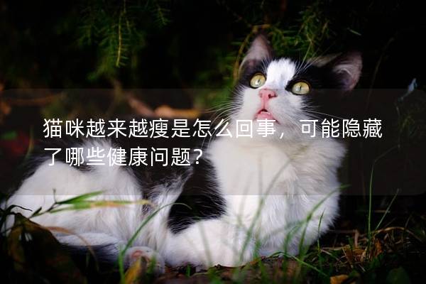 猫咪越来越瘦是怎么回事，可能隐藏了哪些健康问题？